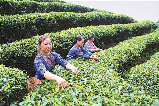 老妈,又去,浙江,摘,茶叶,赚钱,了,前,天和, . 老妈又去浙江摘茶叶赚钱了