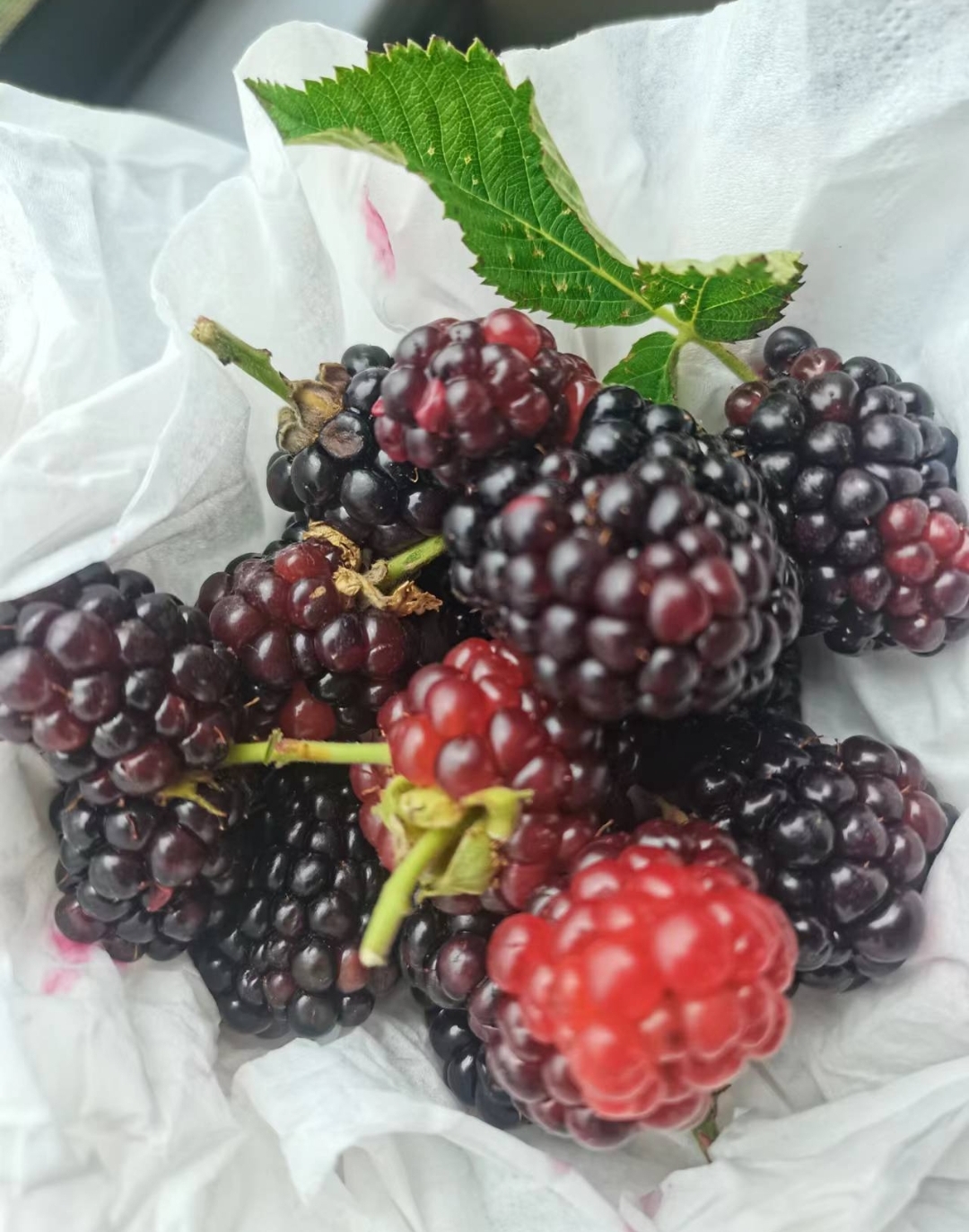 树莓,是什么,参观,了,一个,绿色,食品生产, . 树莓是什么?参观了一个树莓绿色食品生产企业